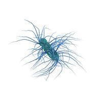 Lactospore
