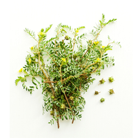 Tribulus